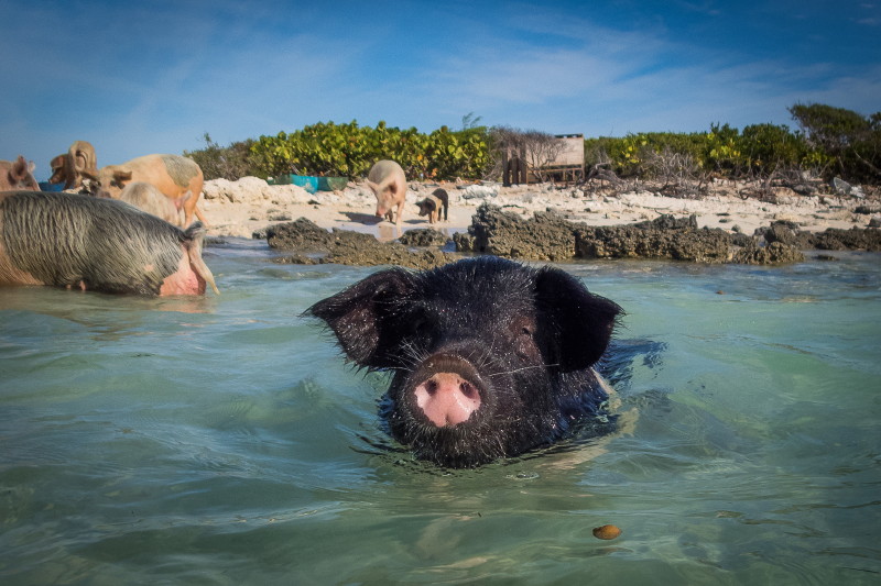 08 Bahamas, Great Exuma.jpg